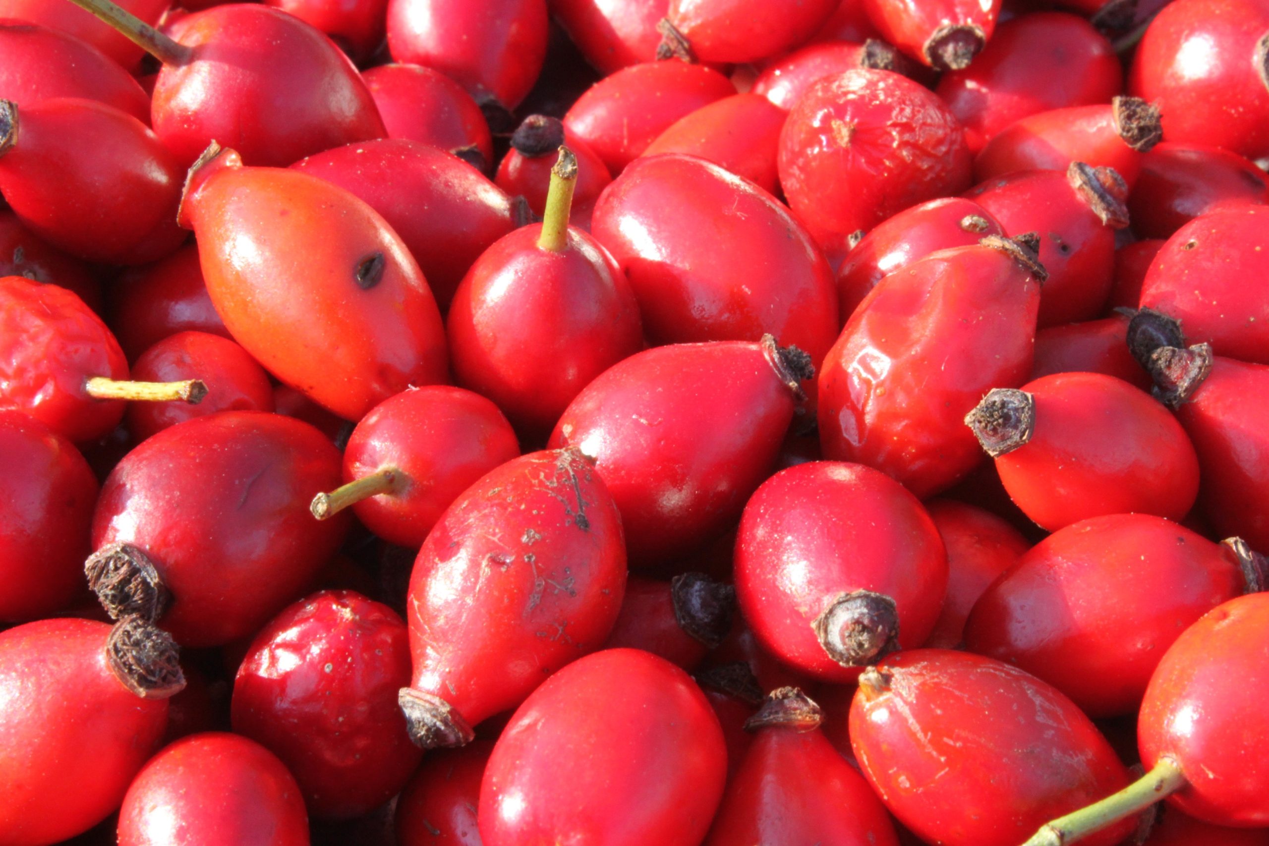 Home 5 Flavonoids and Long-Term Health A Comprehensive Guide 2025